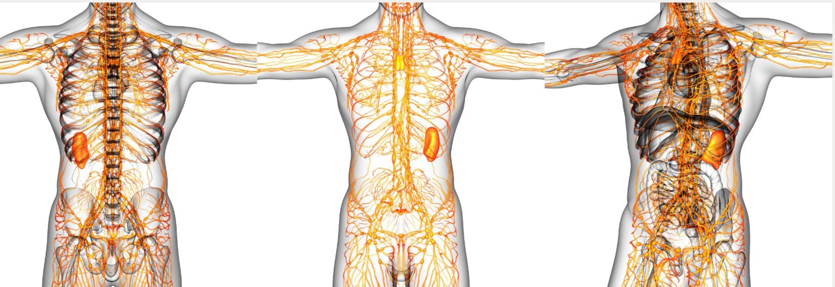 Drainage System for your Body and when was the last time you had it maintained?