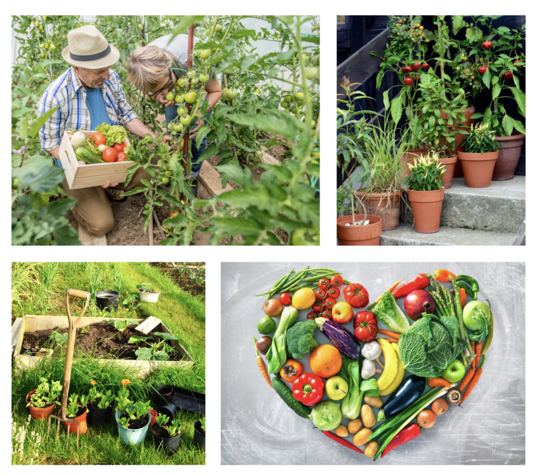 Taking Advantage of a Warm Growing Season: Unlocking Health Benefits of Growing an Organic Garden